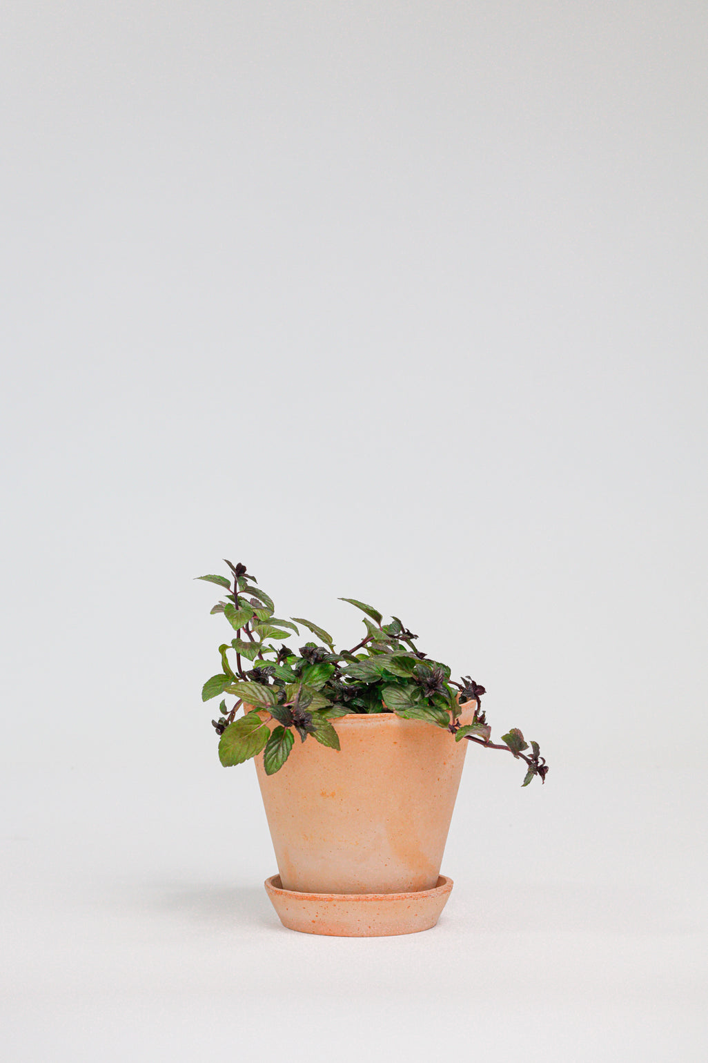 products/SotoProductShootLowQ-1715.jpg